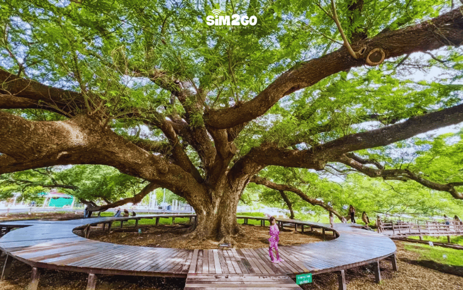 monkey-pod-tree-nam-trong-mot-cong-vien-cong-cong-o-kanchanaburi